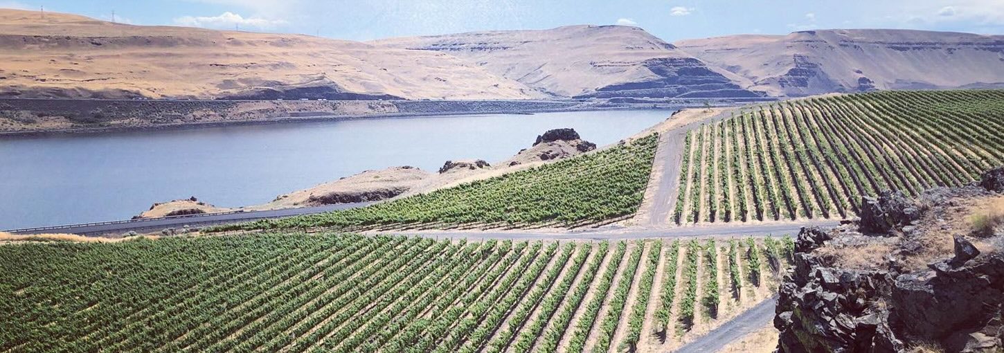 A view from a cliff that's overseeing vineyards, a river and a mountain