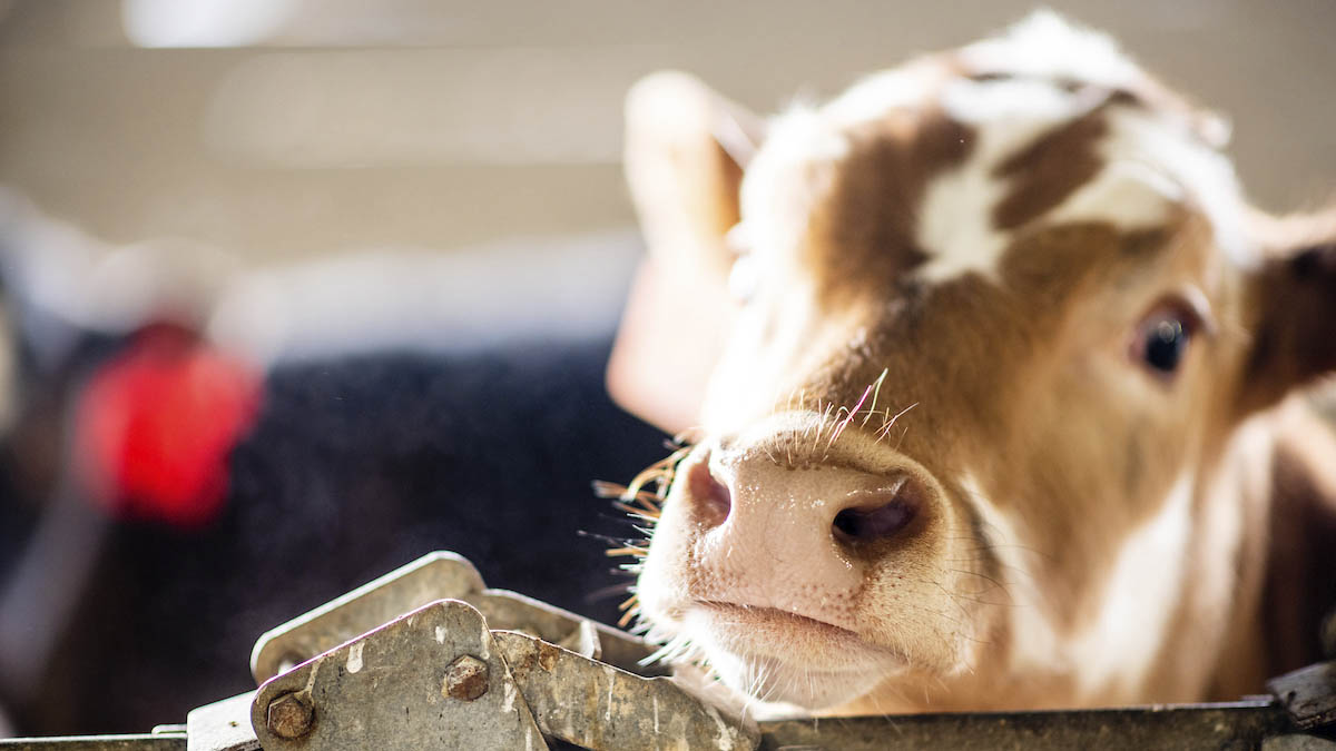 A calf resting his chin on fence.