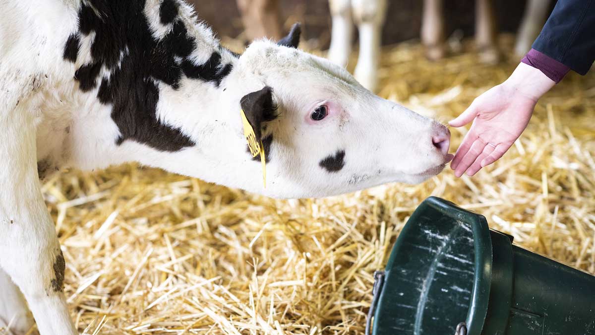 A calf going to lick a persons hand.