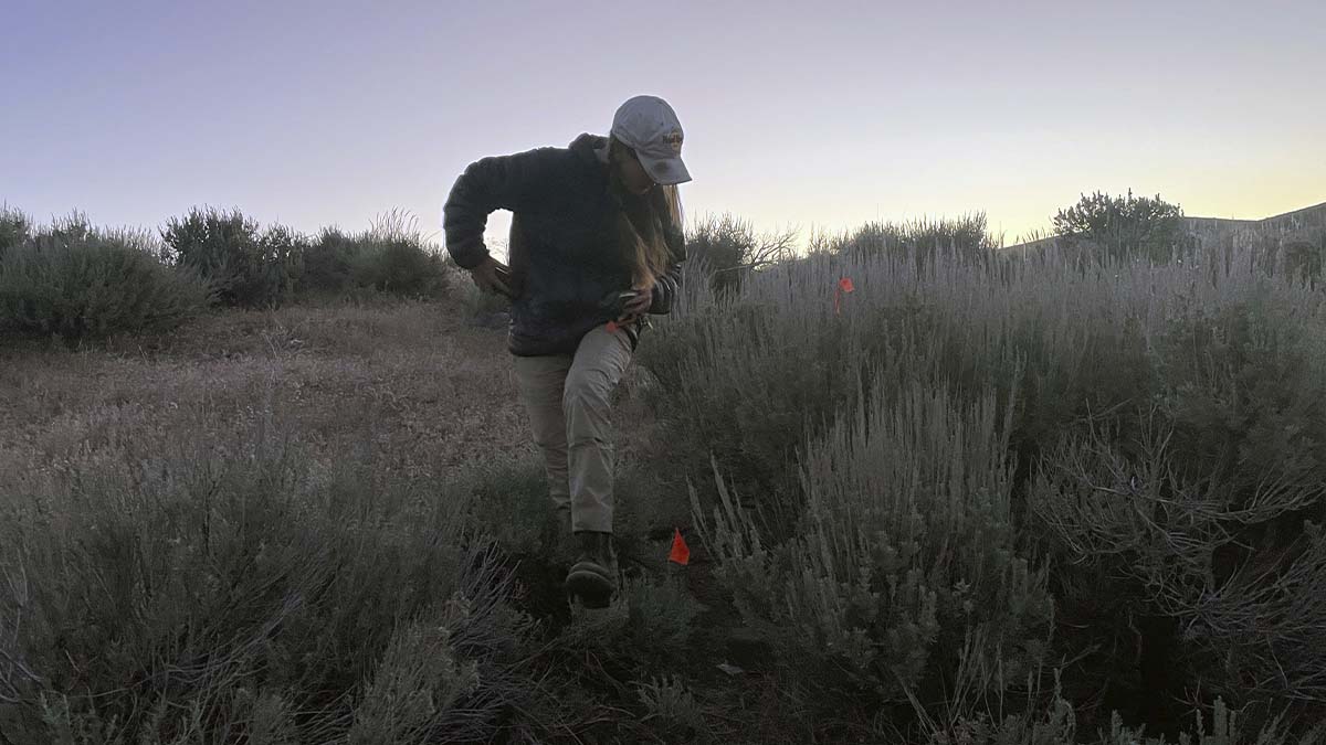 A woman checks a trap located beside sagebrush.