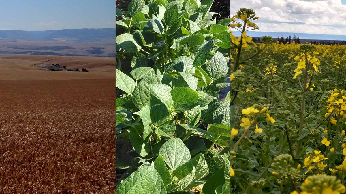 wheat, beans and canola