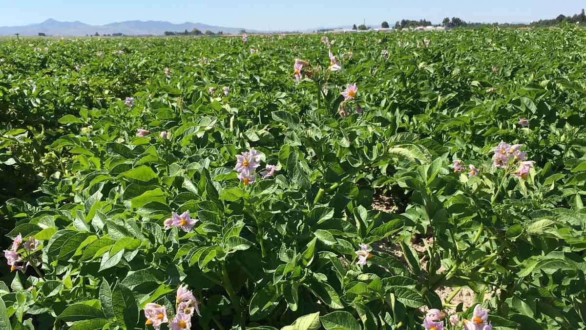 potato plants