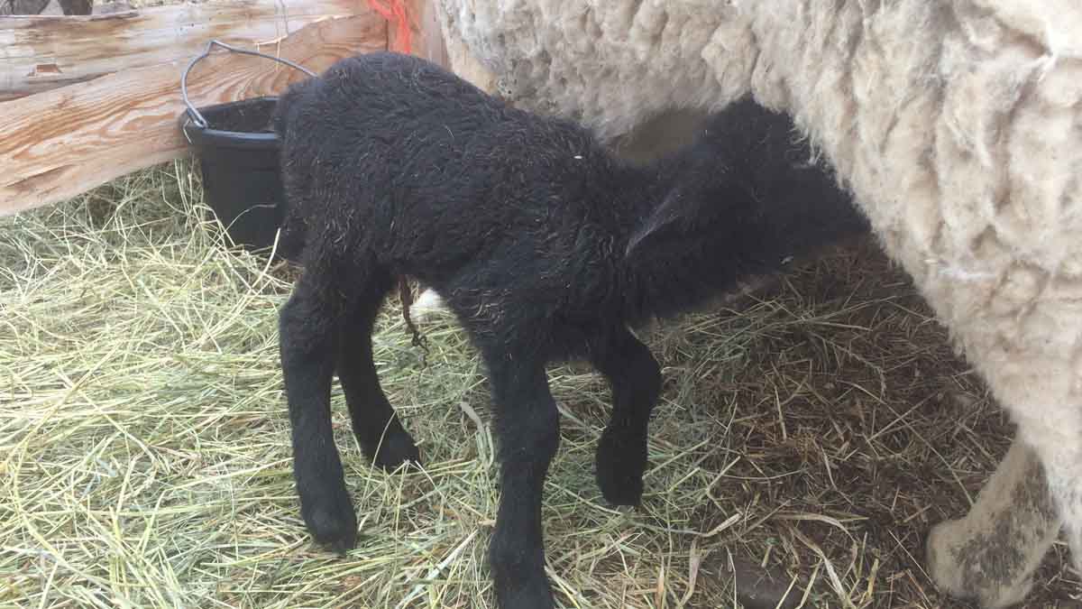 Black lamb feeding off her mother.