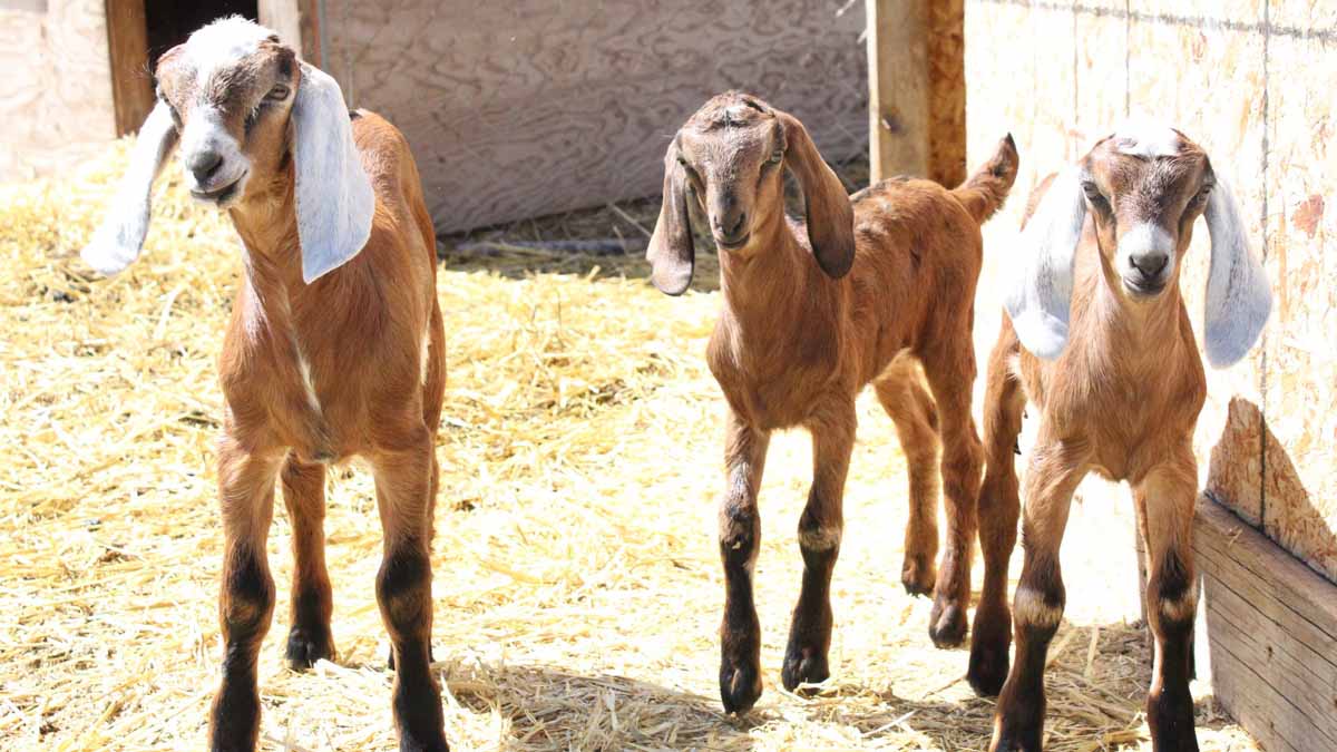 Three goat siblings