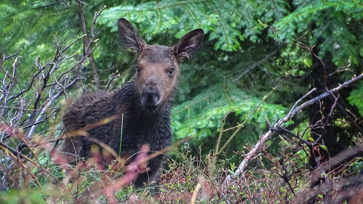 A moose calf in the forest.