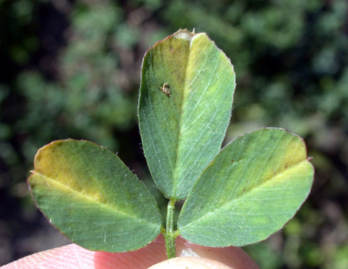 Green leaves with dry and yellow ends up creeping toward the center of the leaves.