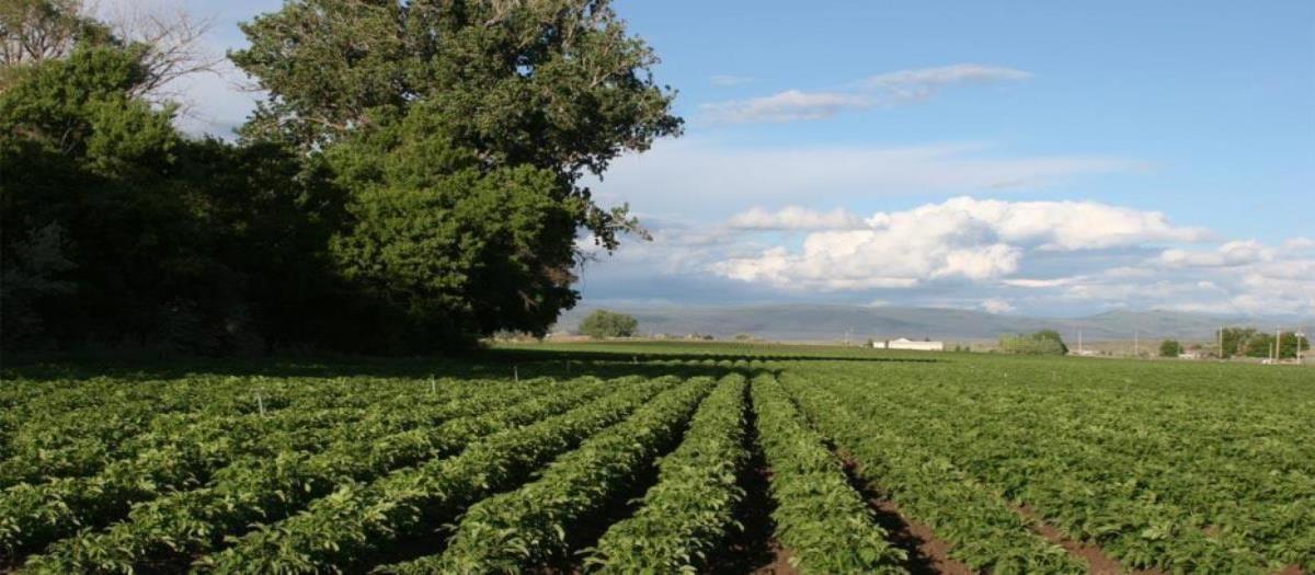 Rows of crops reach into the distance.