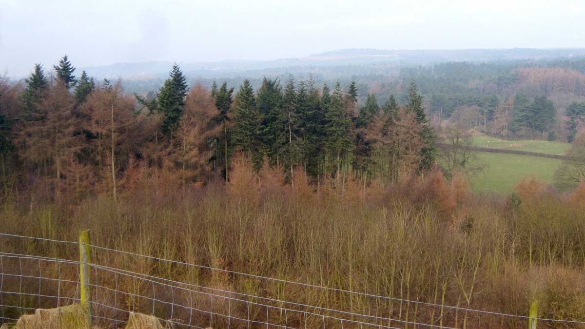 A wooded landscape of dead trees.