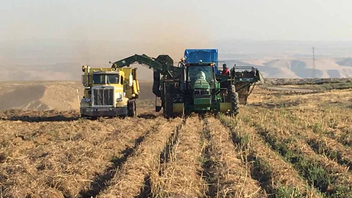 Potatoes being harvested in eastern Elmore County in September 2017