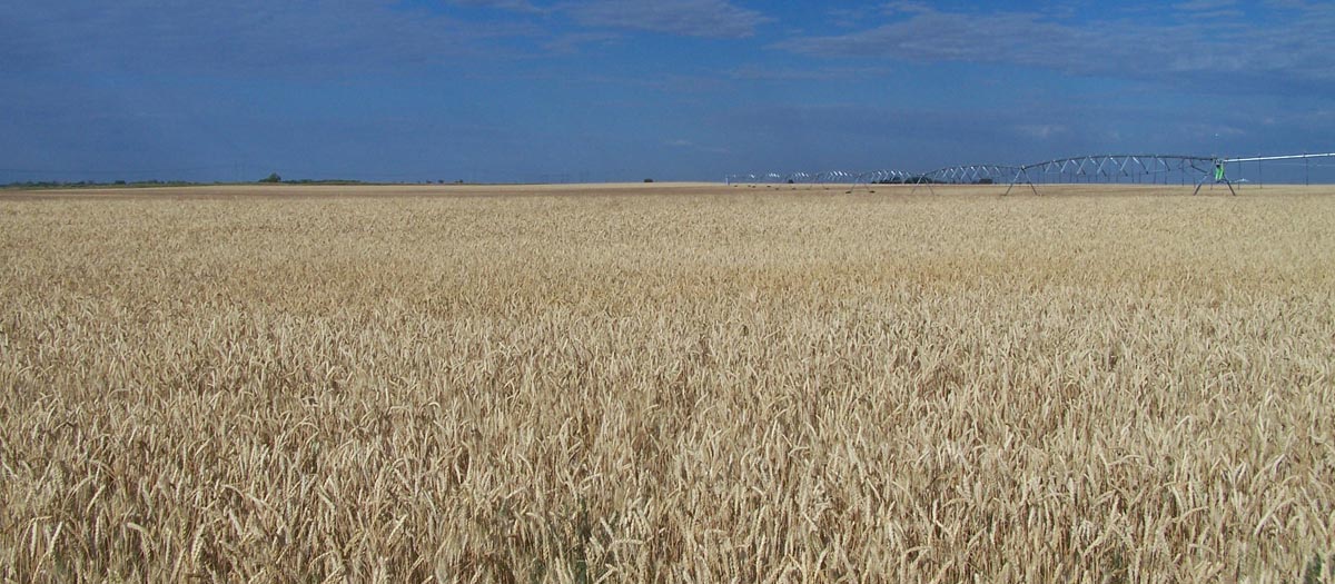 expanse of a wheat field on the Fort Hall reservation