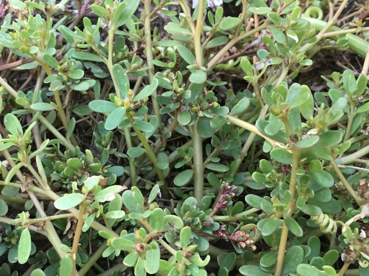 Purslane Weed