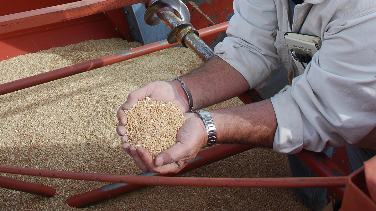 Hands scoop to hold wheat above a harvester.