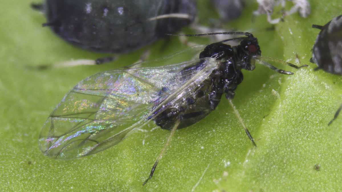 Bean aphid on leaf