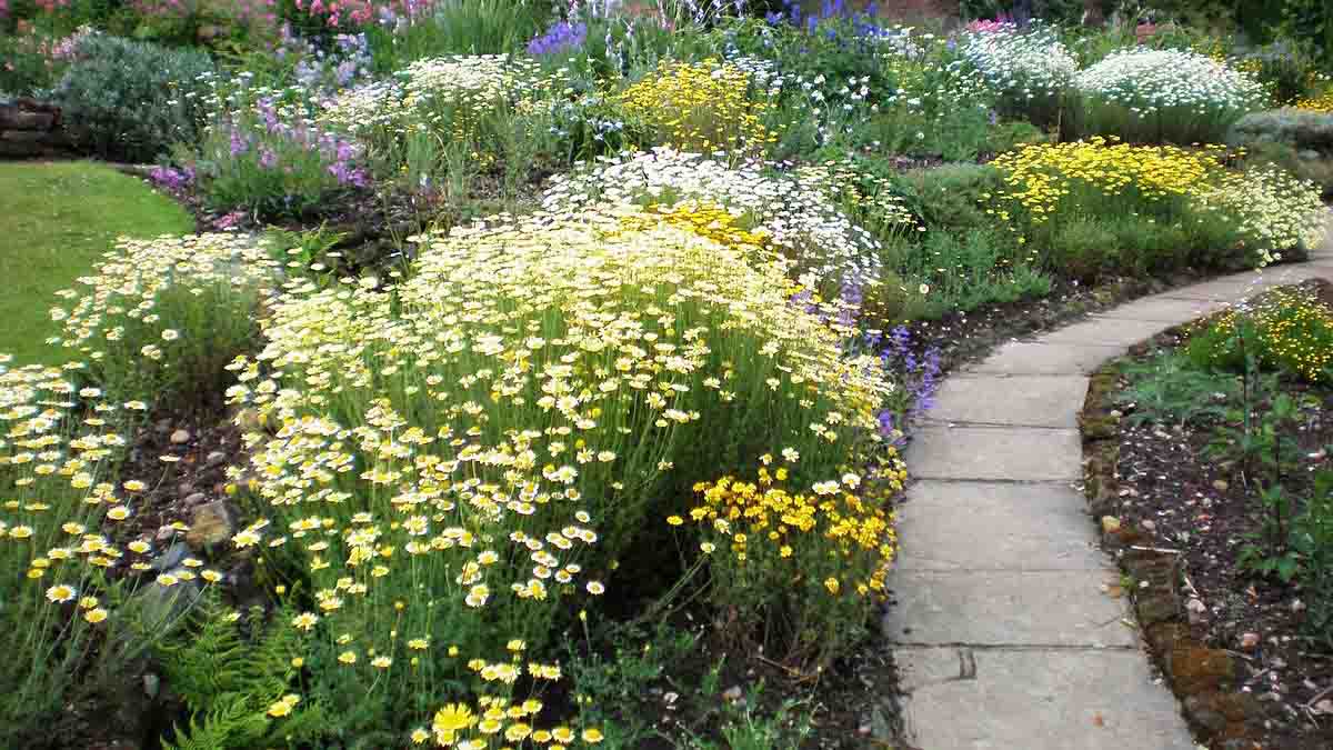 flower garden and a cement pathway