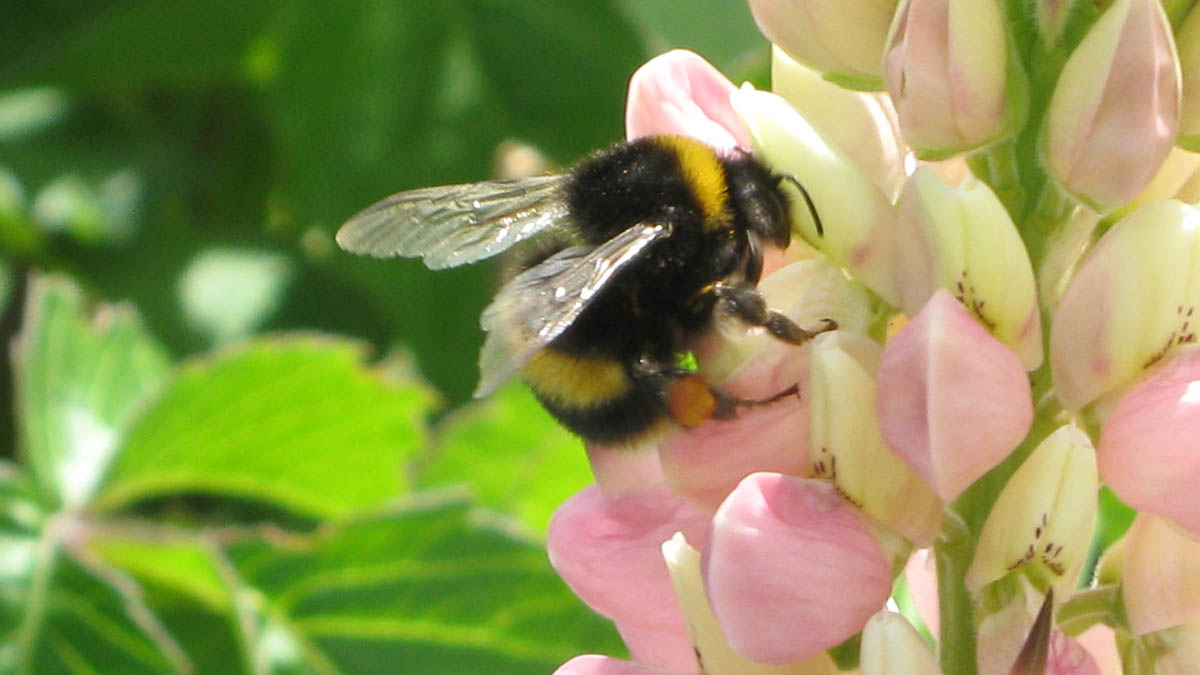 bumble bee on a lupin