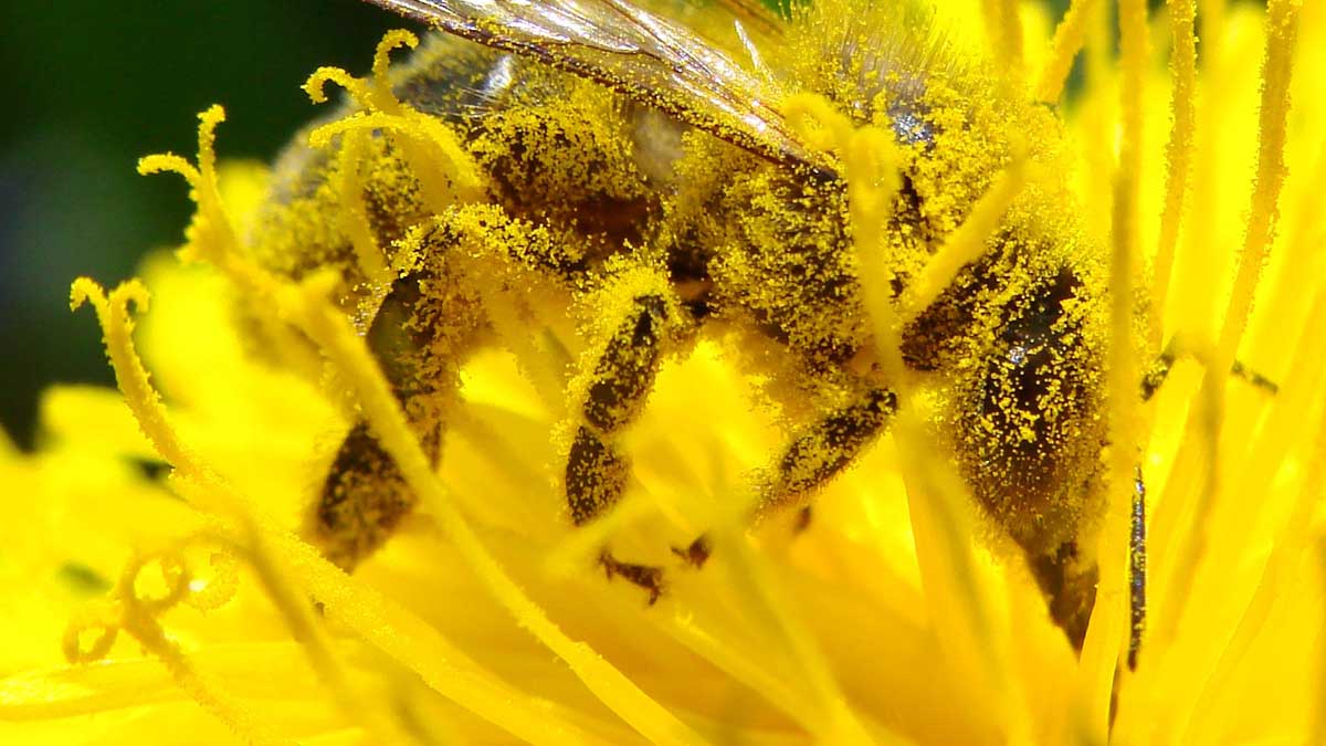 a bee covered in pollen from a daffodil