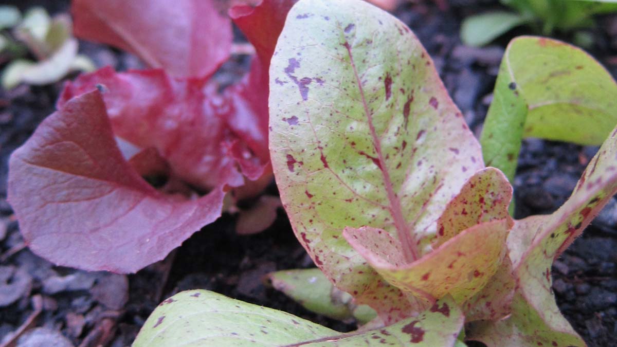 a garden of speckled lettuce