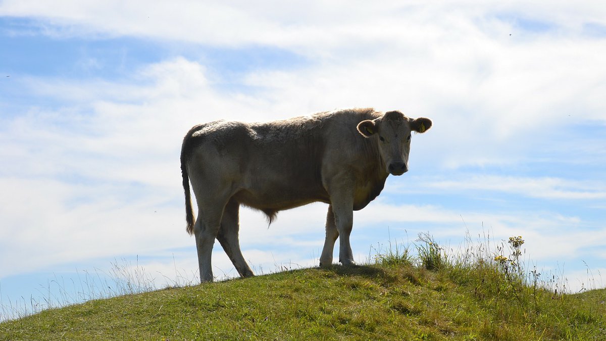 A cow standing on a grassy green hill.