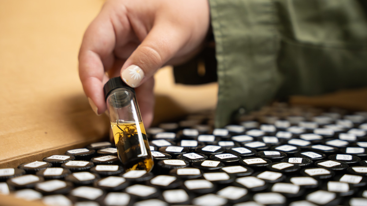 Person’s hand removing a vial full of dead insects from a tray