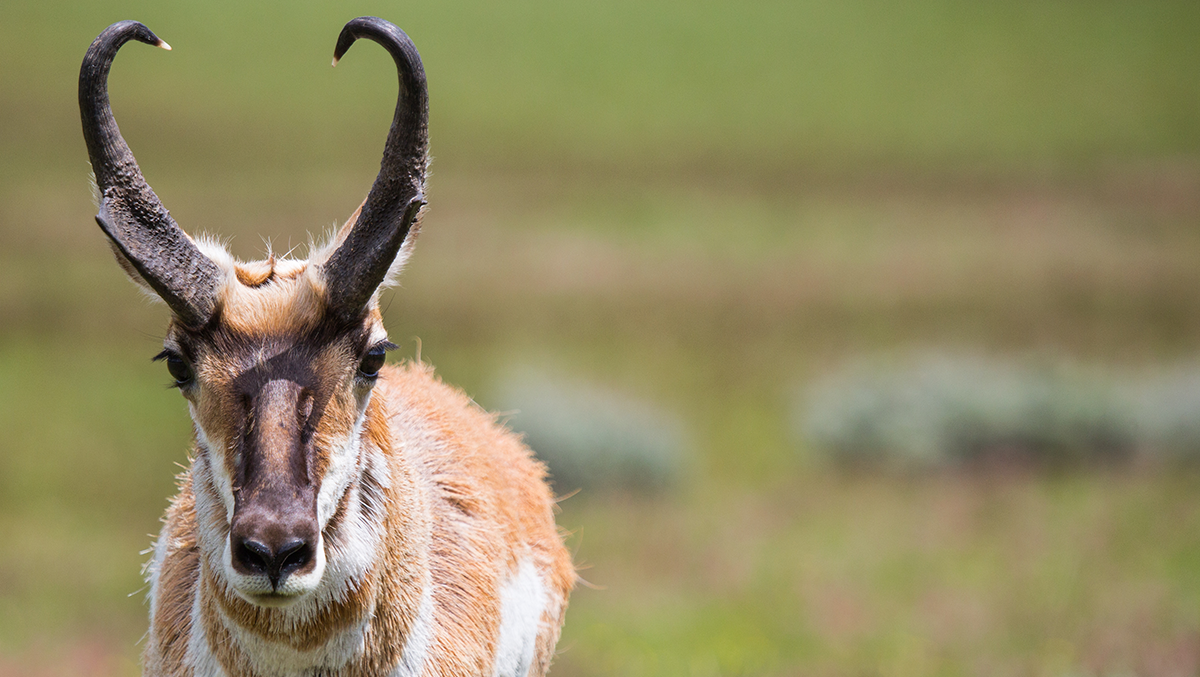 Buck pronghorn head on in field of sage.