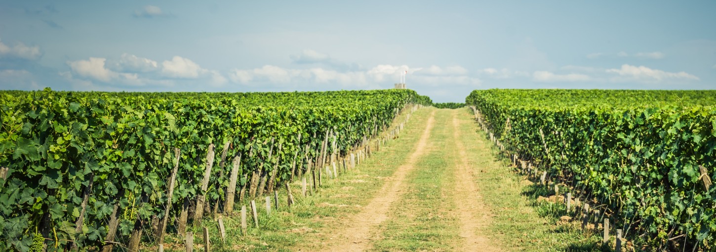 crops in the field