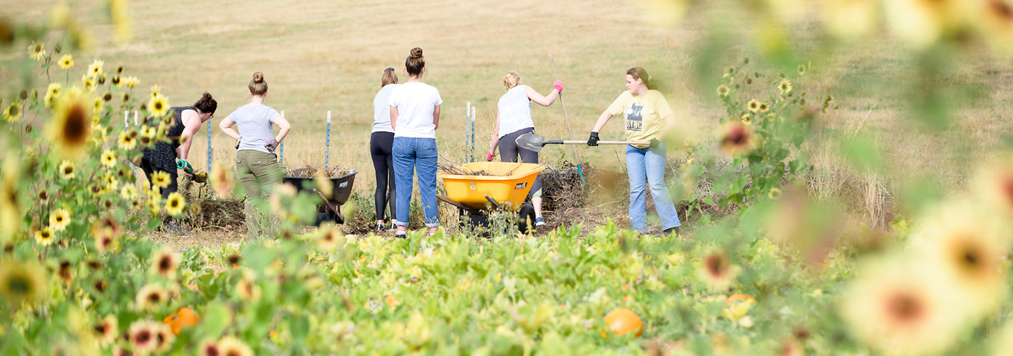 Students pick sunflowers in a field.