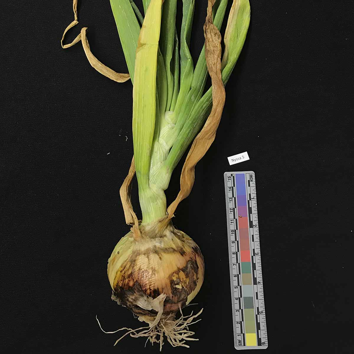 Pantoea agglomerans – Leaf symptoms (naturally infected)