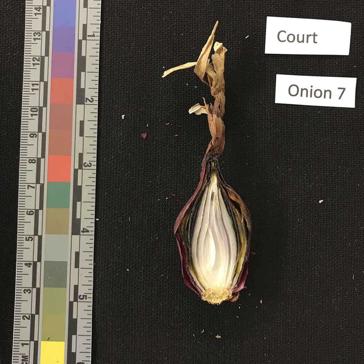 Enterobacter spp. – Bulb symptoms (naturally infected)