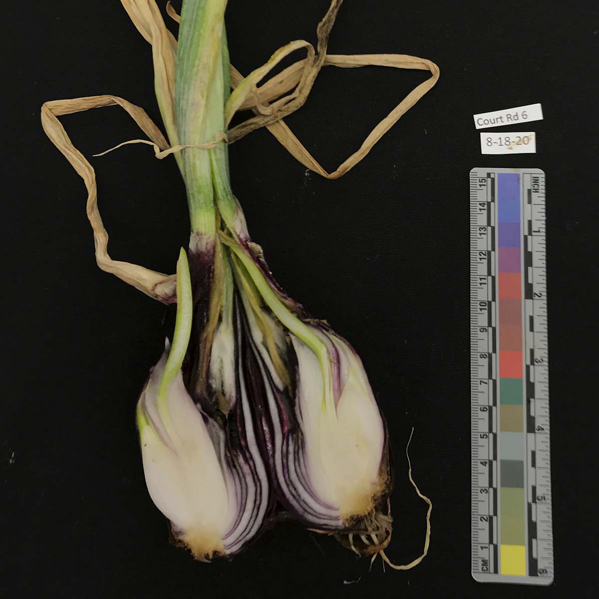 Pseudomonas spp. – Bulb symptoms (naturally infected)