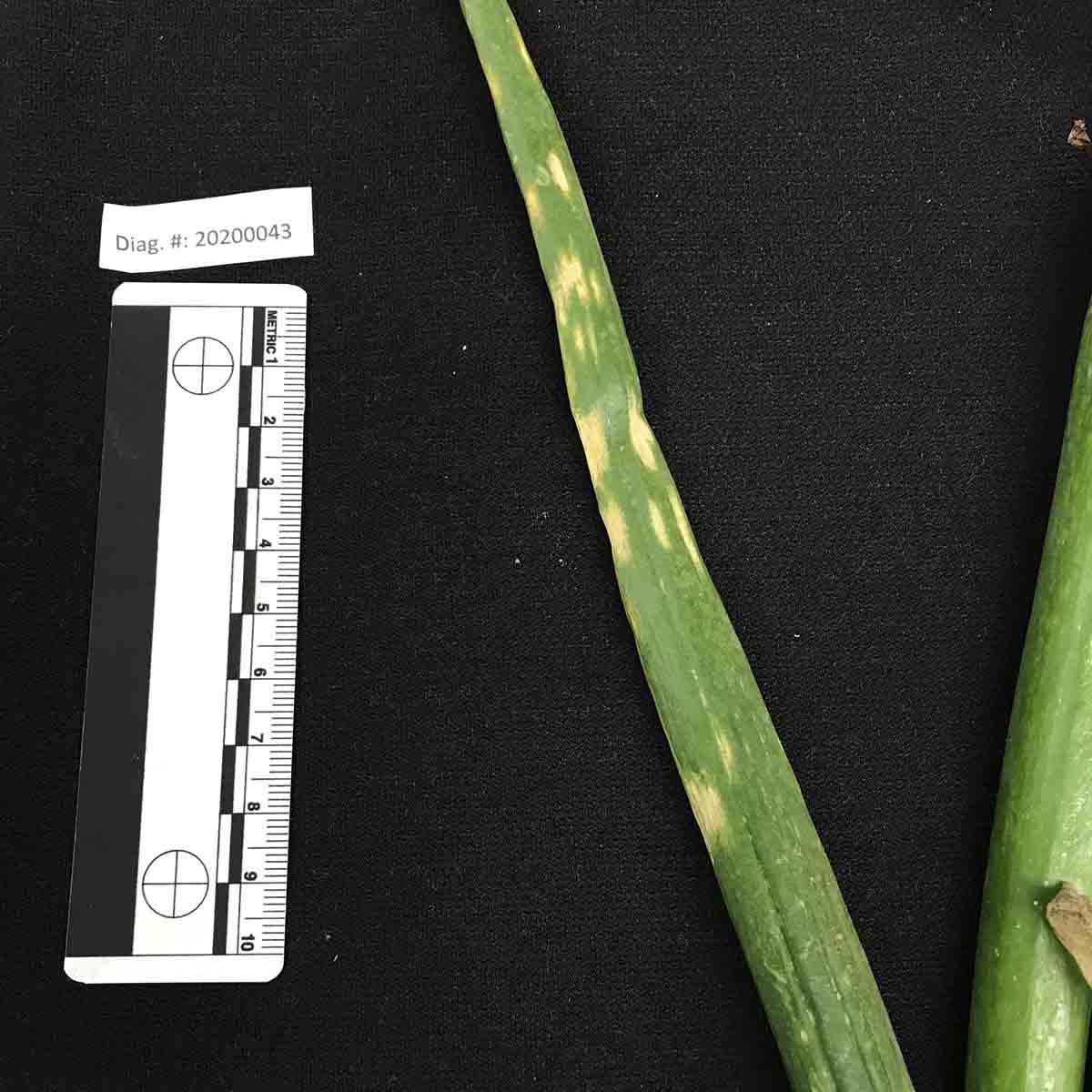 Iris Yellow Spot Virus (IYSV) - Leaf symptoms (naturally infected)