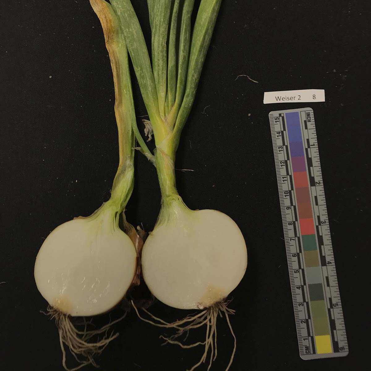 Pantoea agglomerans – Leaf symptoms (naturally infected)