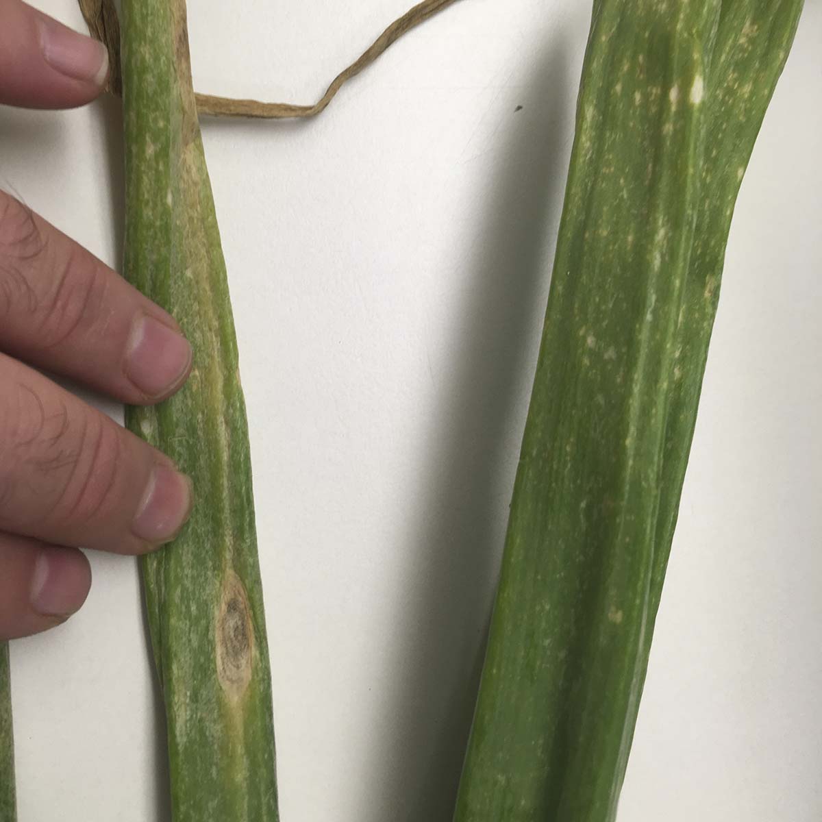 Stemphylium vesicarium - Leaf symptoms (naturally infected)